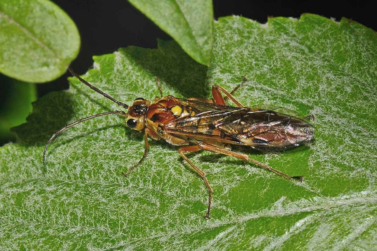 Tenthredinidae N 10: Tenthredopsis sp. cfr. sordida